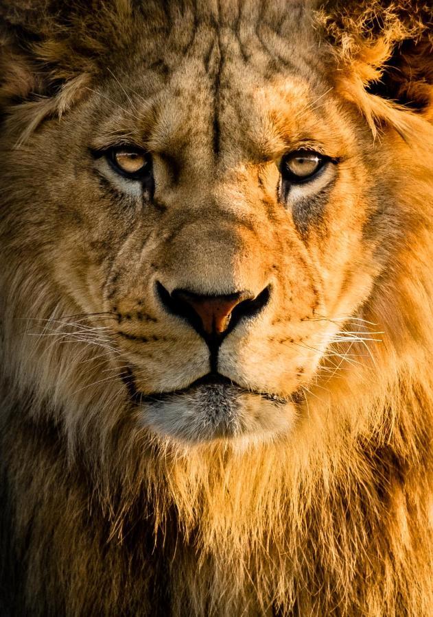 Lions Den - Zoo Chester
